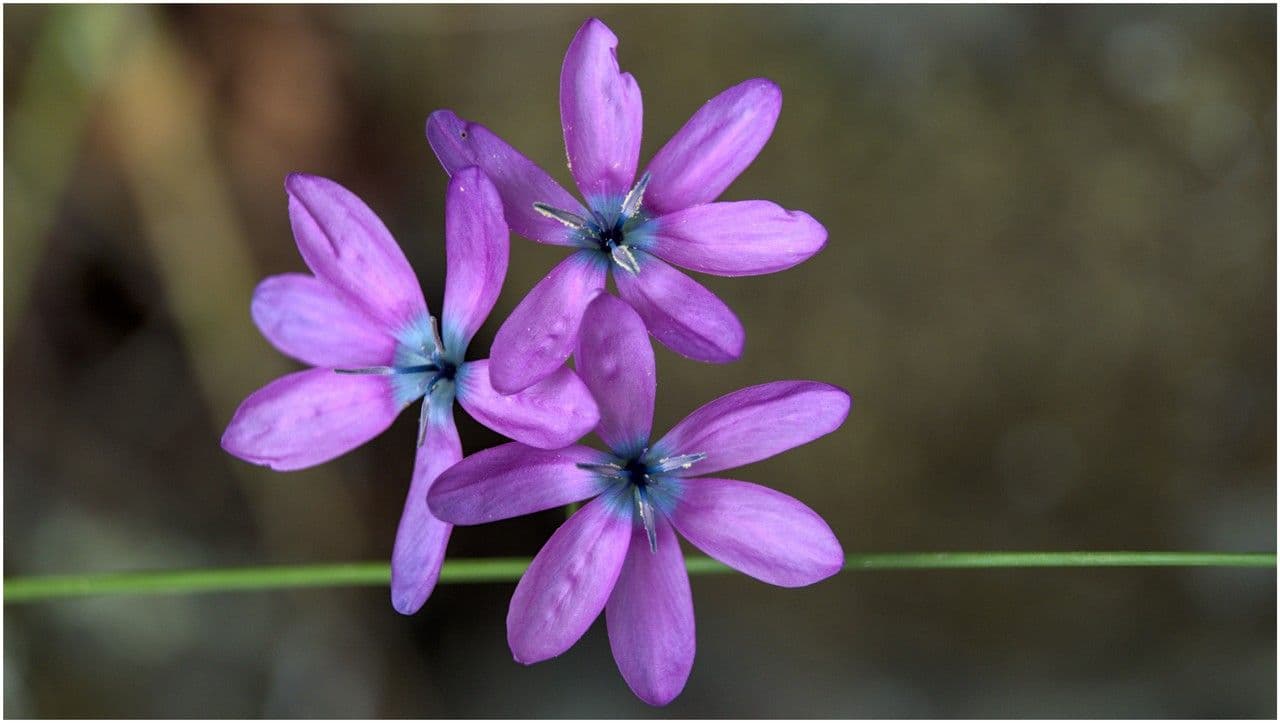 Ixia 5