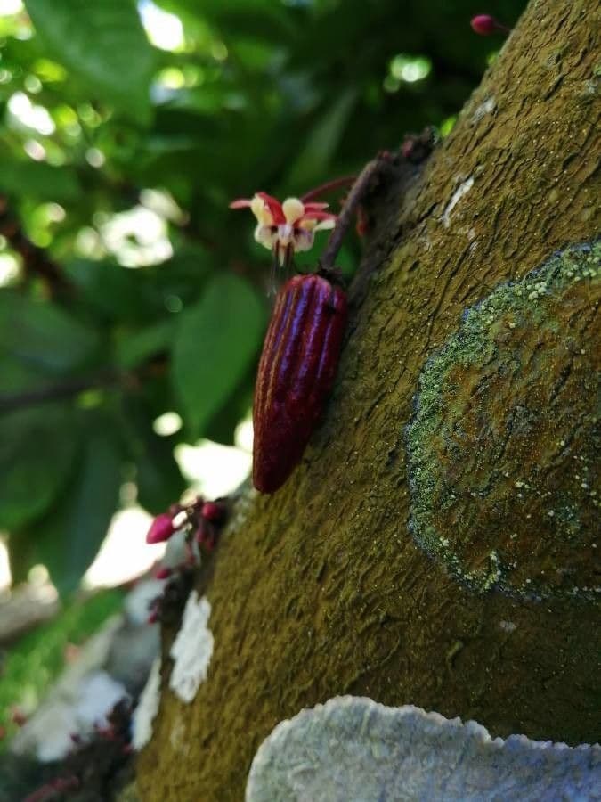 Cacao