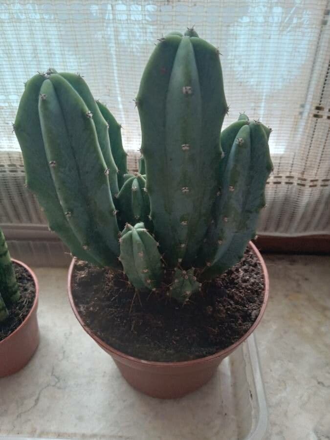 Myrtillocactus geometrizans 11