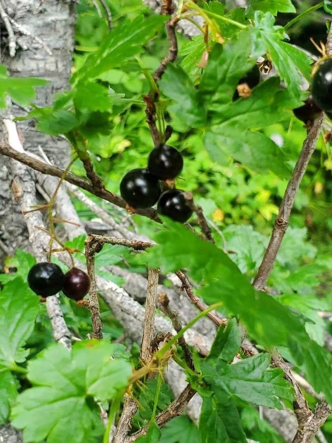 Ribes lacustre 3