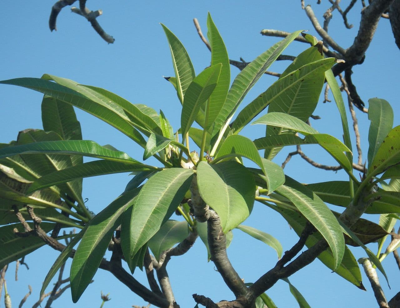 Algodoncillo blanco 26