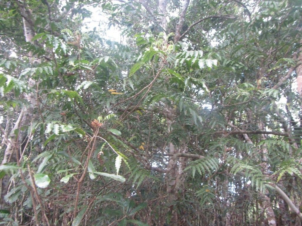 Elattostachys 5