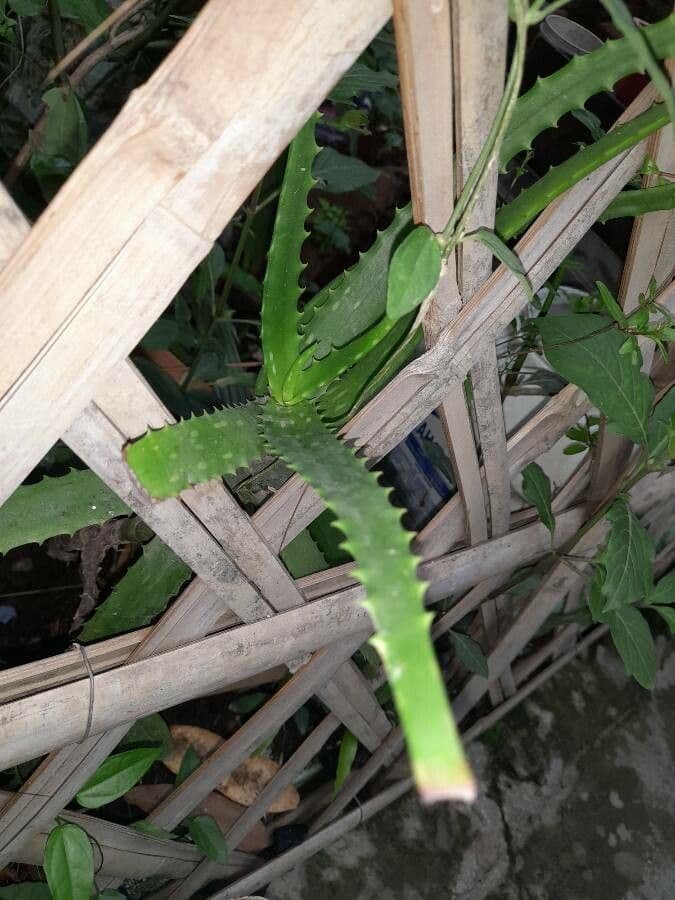 Aloe 6