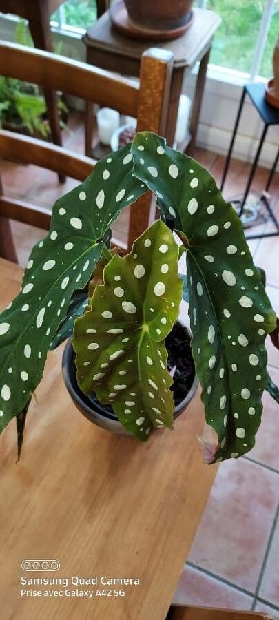 Begonia 16