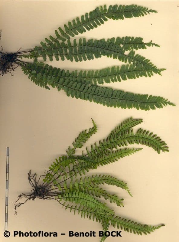 Asplenio monante 10
