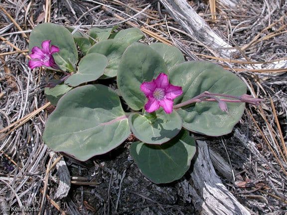 Cycladenia 9