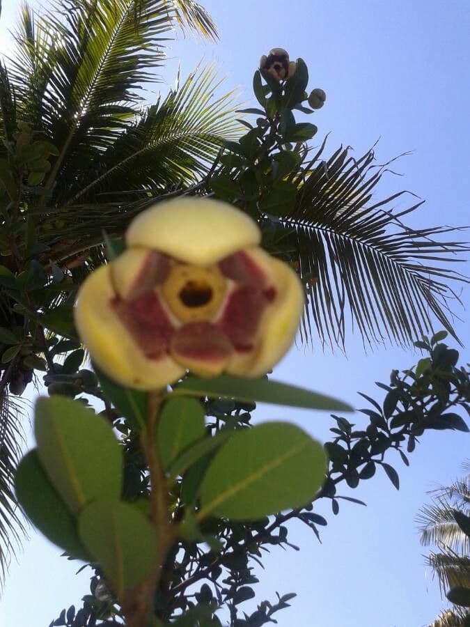Annona 8
