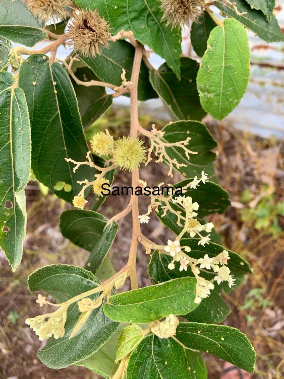 Commersonia bartramia 15