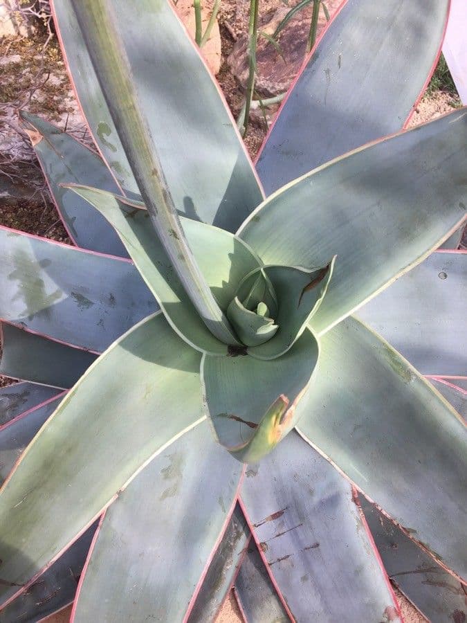 Aloe striata 15