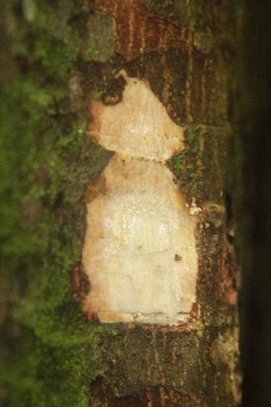 Pouteria venosa 6
