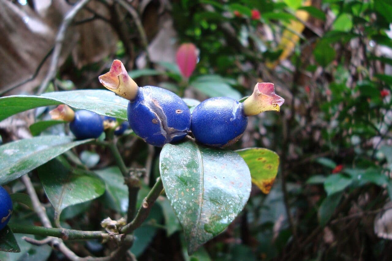 Psychotria 2
