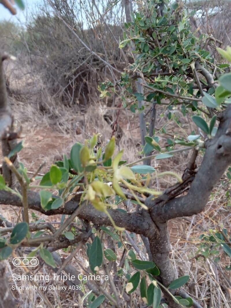 Cadaba farinosa 5