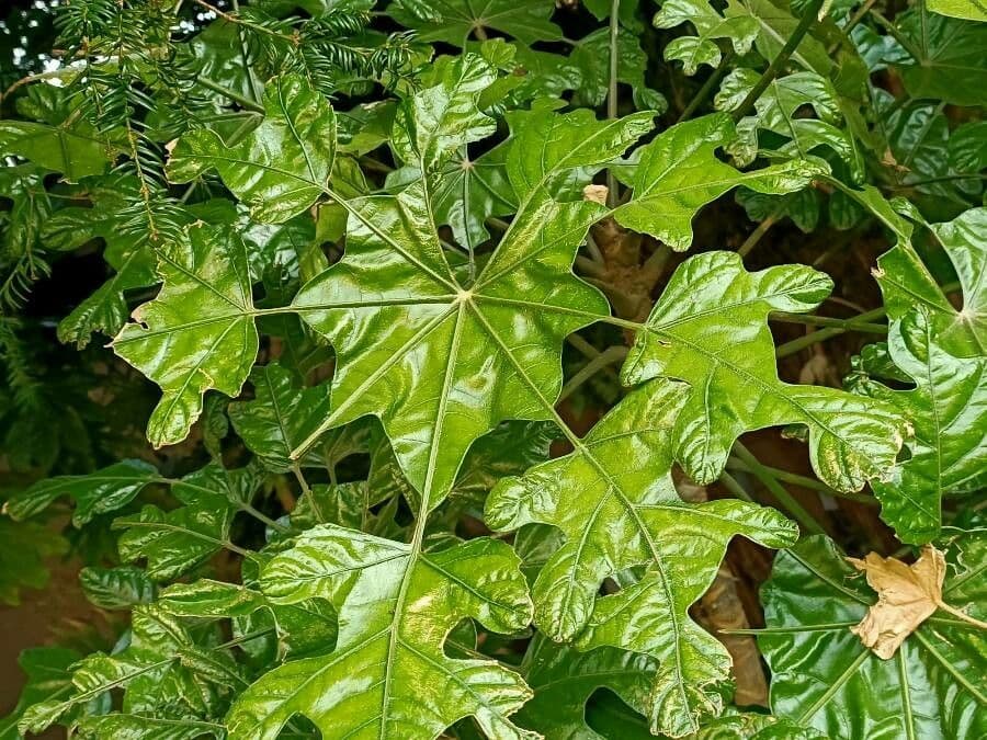 Trevesia palmata 9
