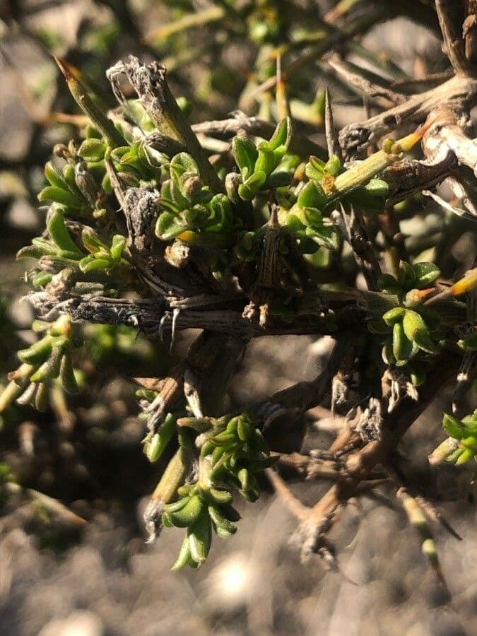 Ginestra spinosa 18