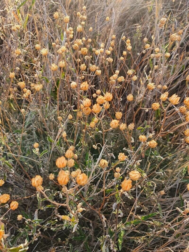 Gutenbergia 4