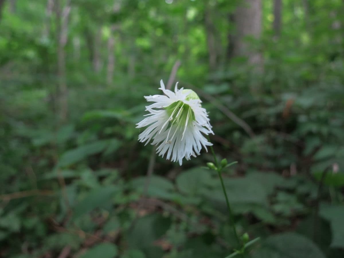 Silene stellata 2