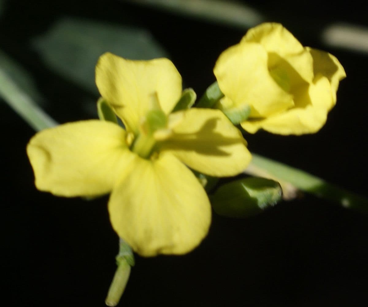 Conringia orientale 10
