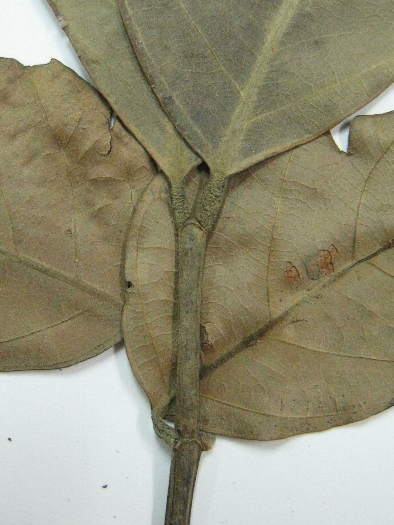 Tachigali 5