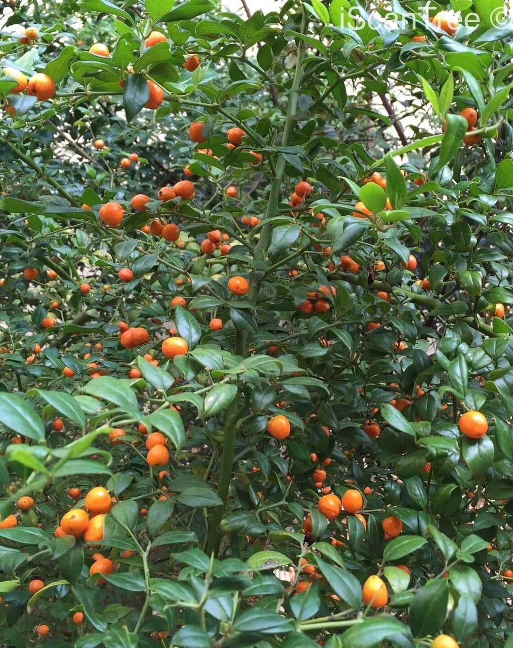 Stechpalmenblättriger Cassinopsis 5