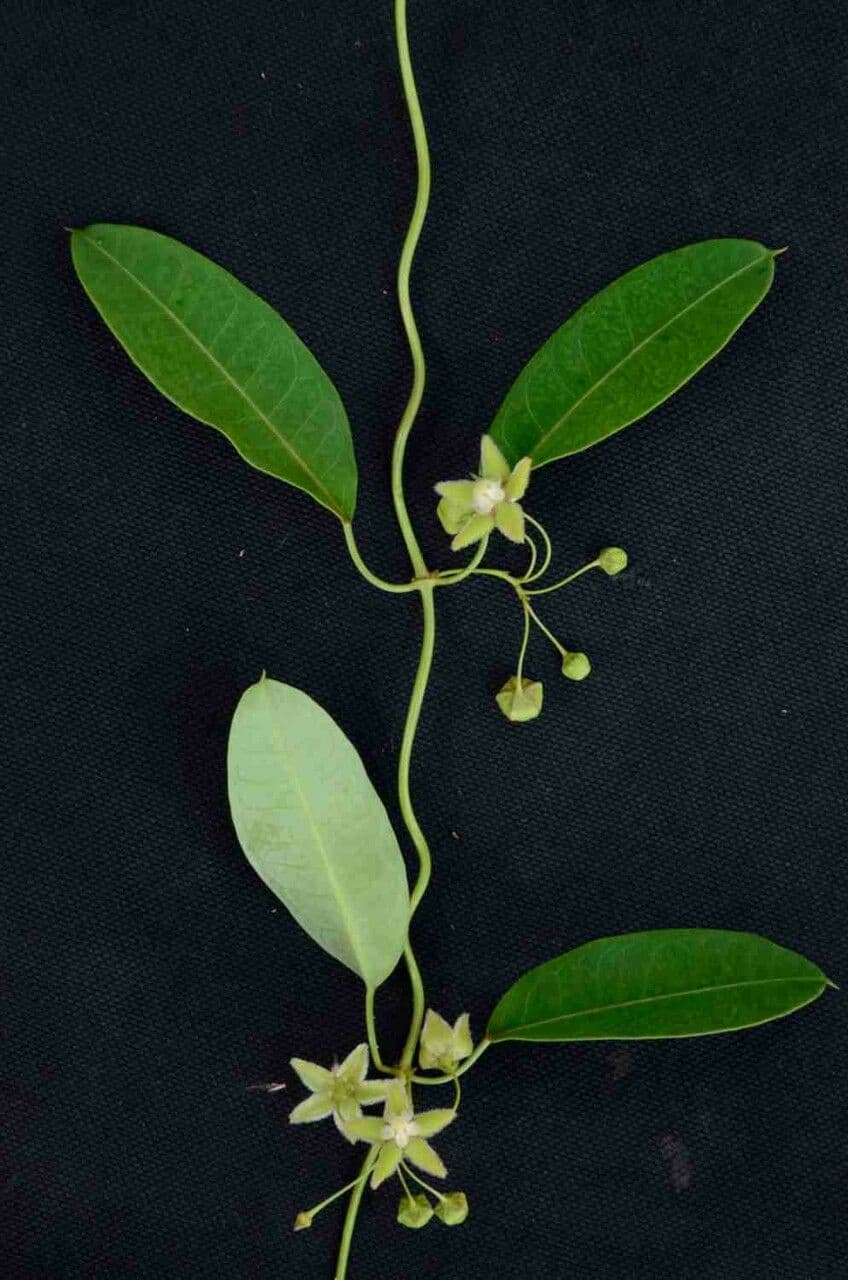 Blepharodon bicuspidatum 5