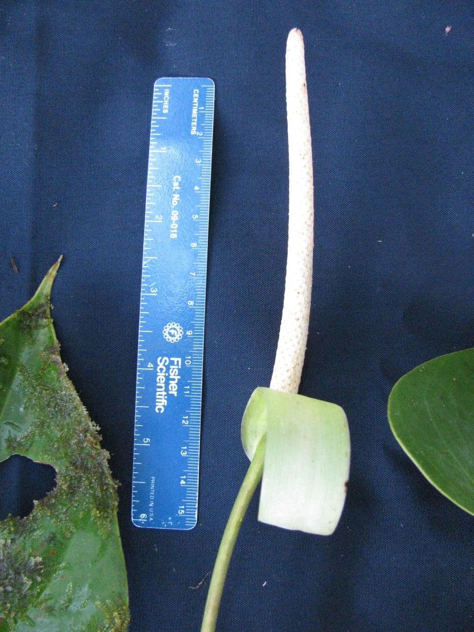 Anthurium 5