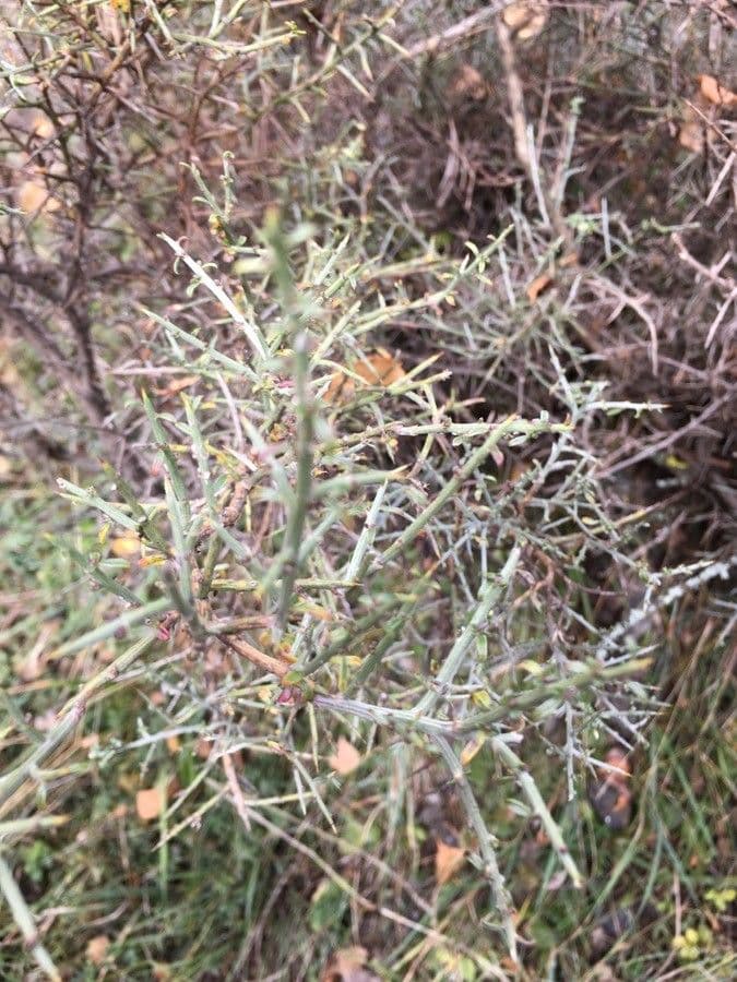 Ginestra spinosa 20
