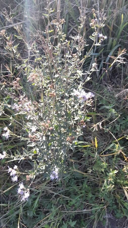 Chromolaena hirsuta 6