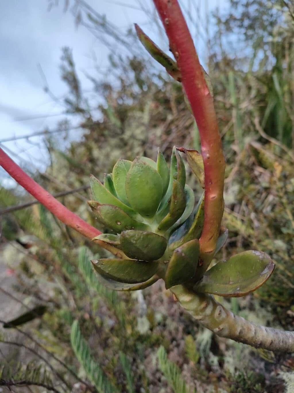 Echeveria 4
