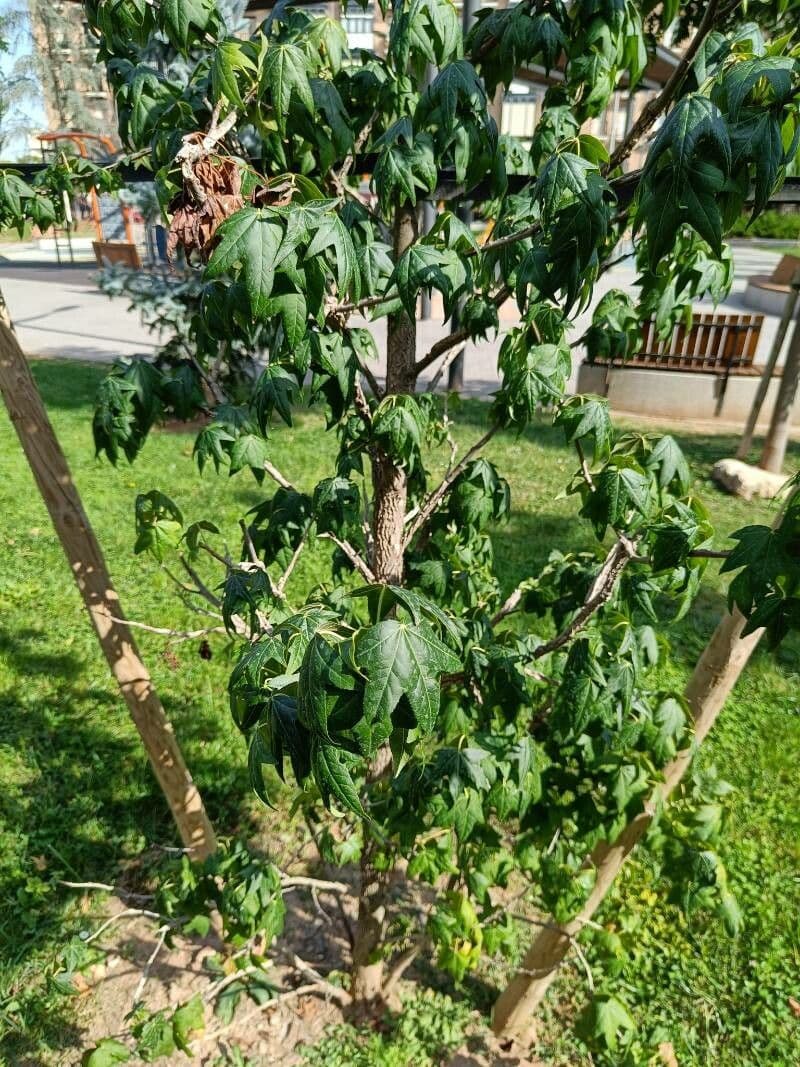 Acero 9