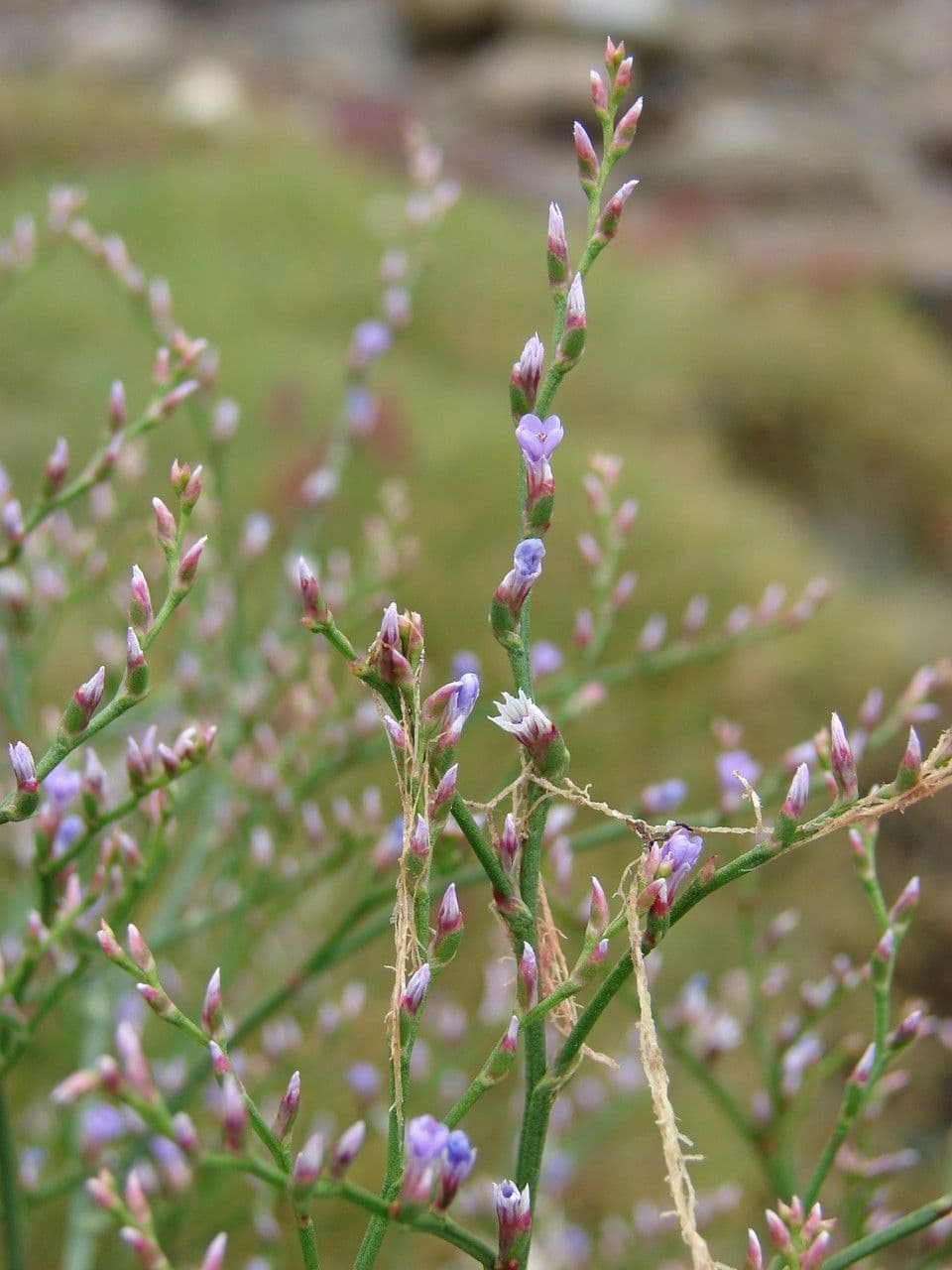 Limonium 3
