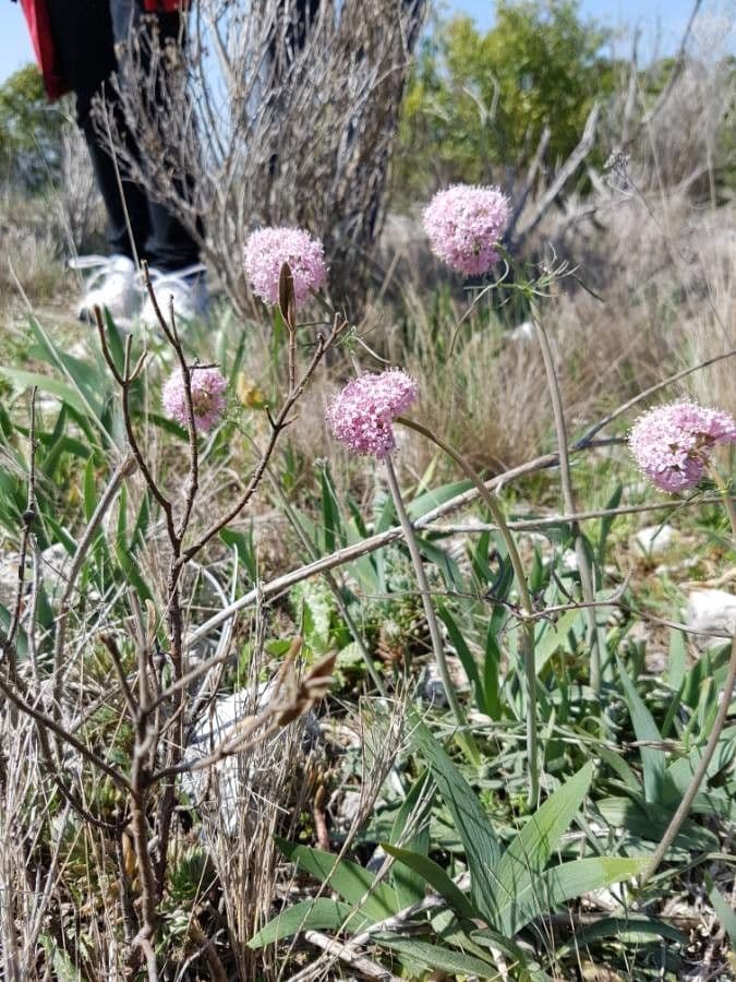 Valeriana tuberosa 23