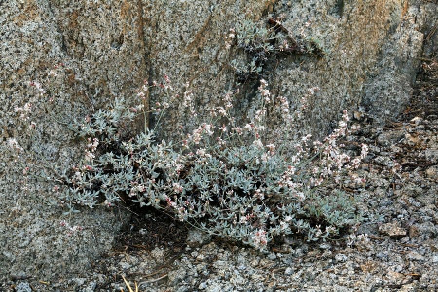 Eriogonum Wrightii 18