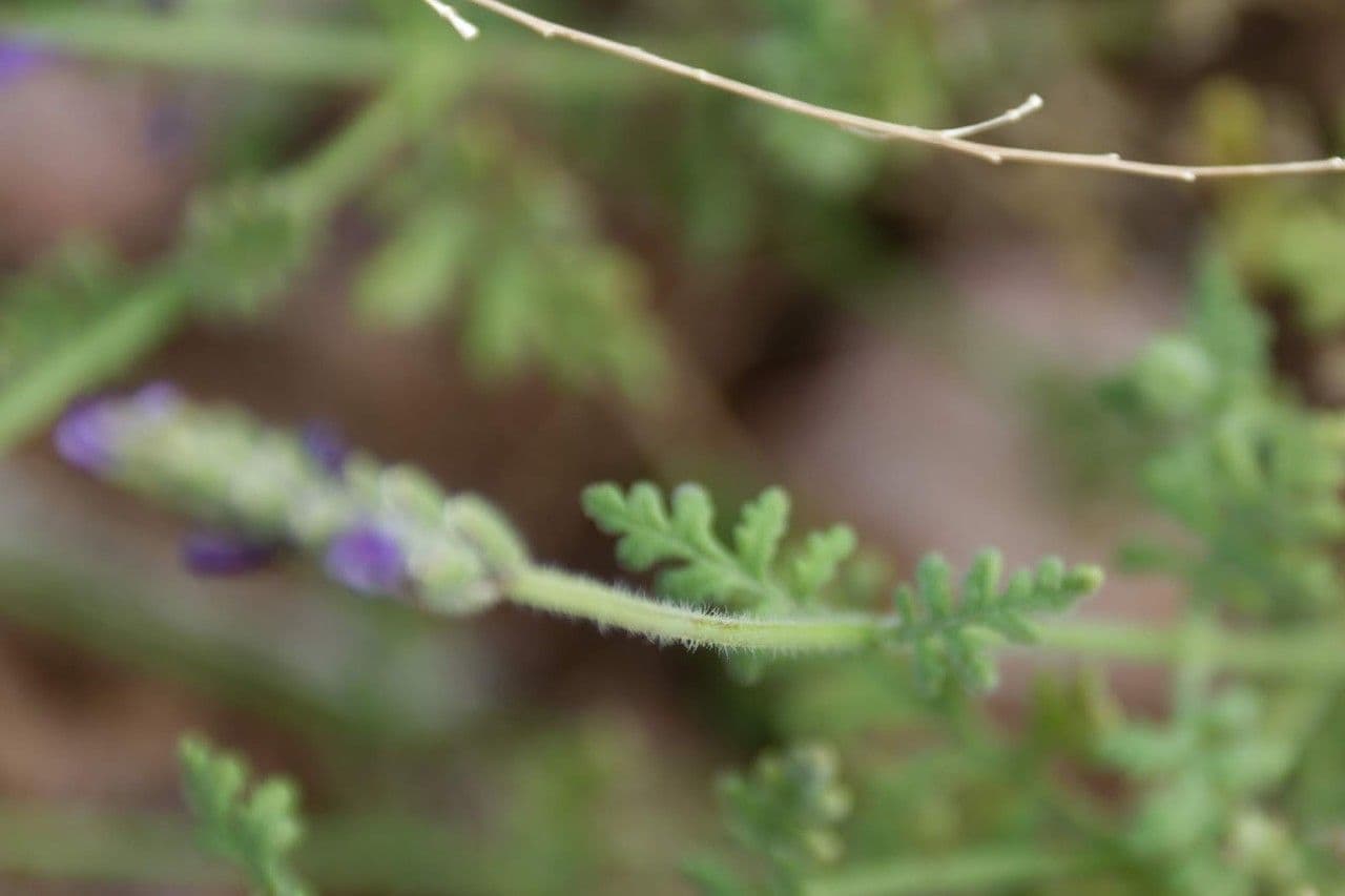 Lavanda 11