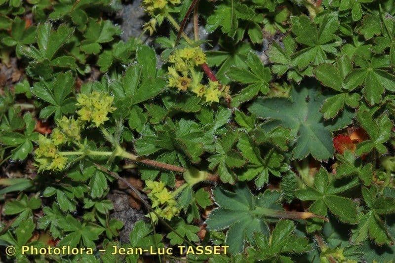 Alchemilla