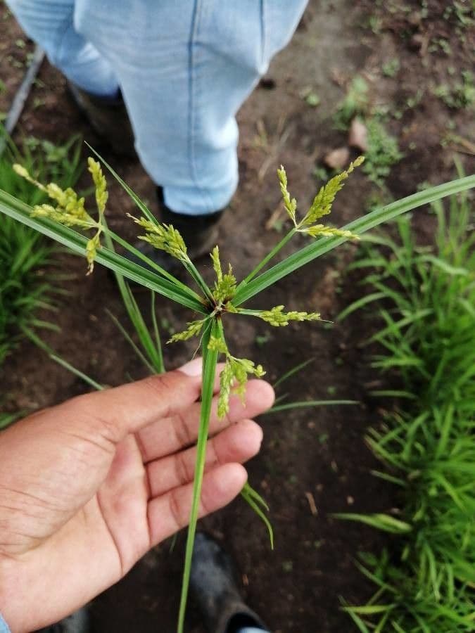 Šáchor jednovicatý 5