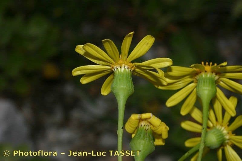 Senecio 4
