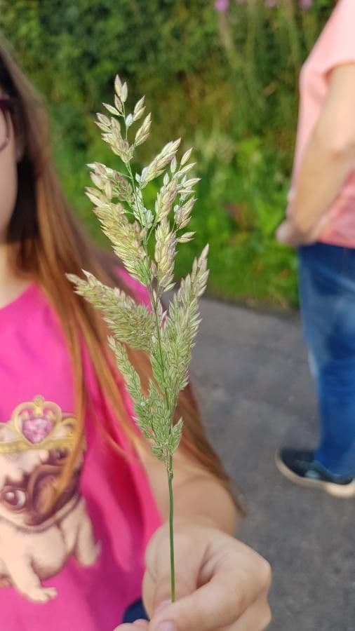 Bambagiona 18