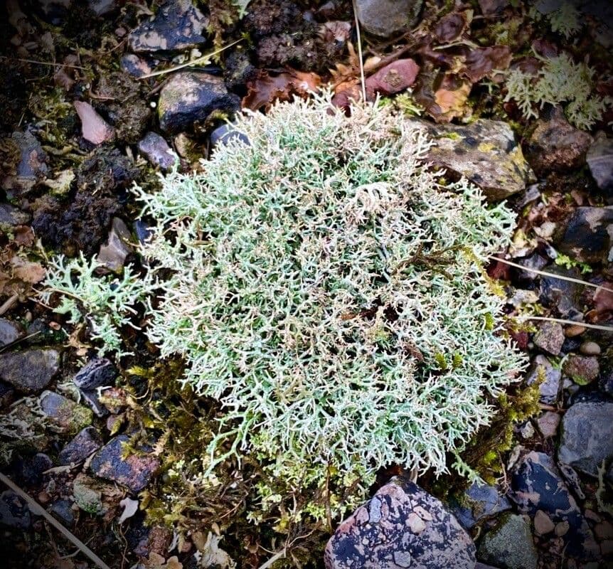 Launaea cervicornis 8