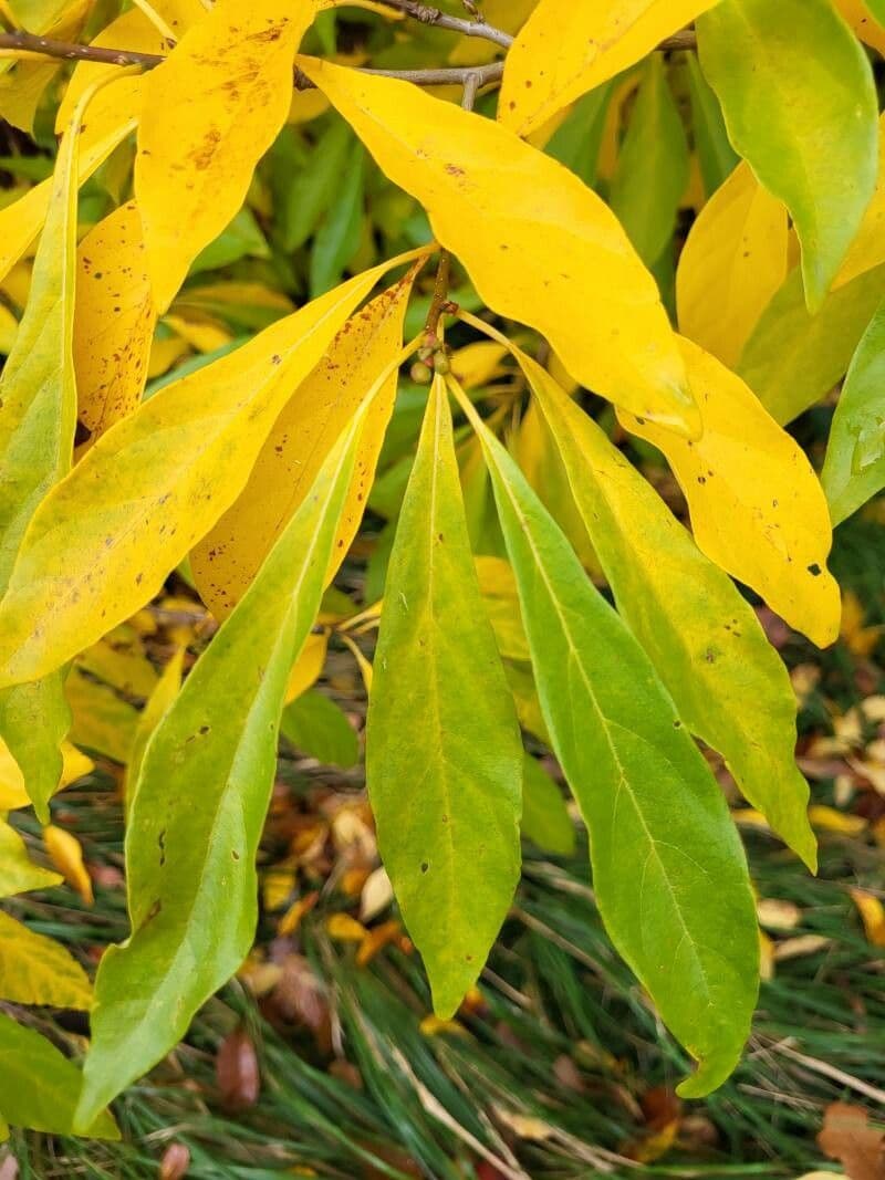 Lindera erythrocarpa 9