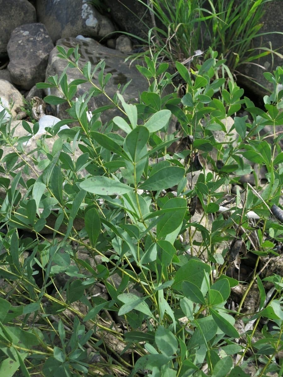 Baptisia tinctoria 10