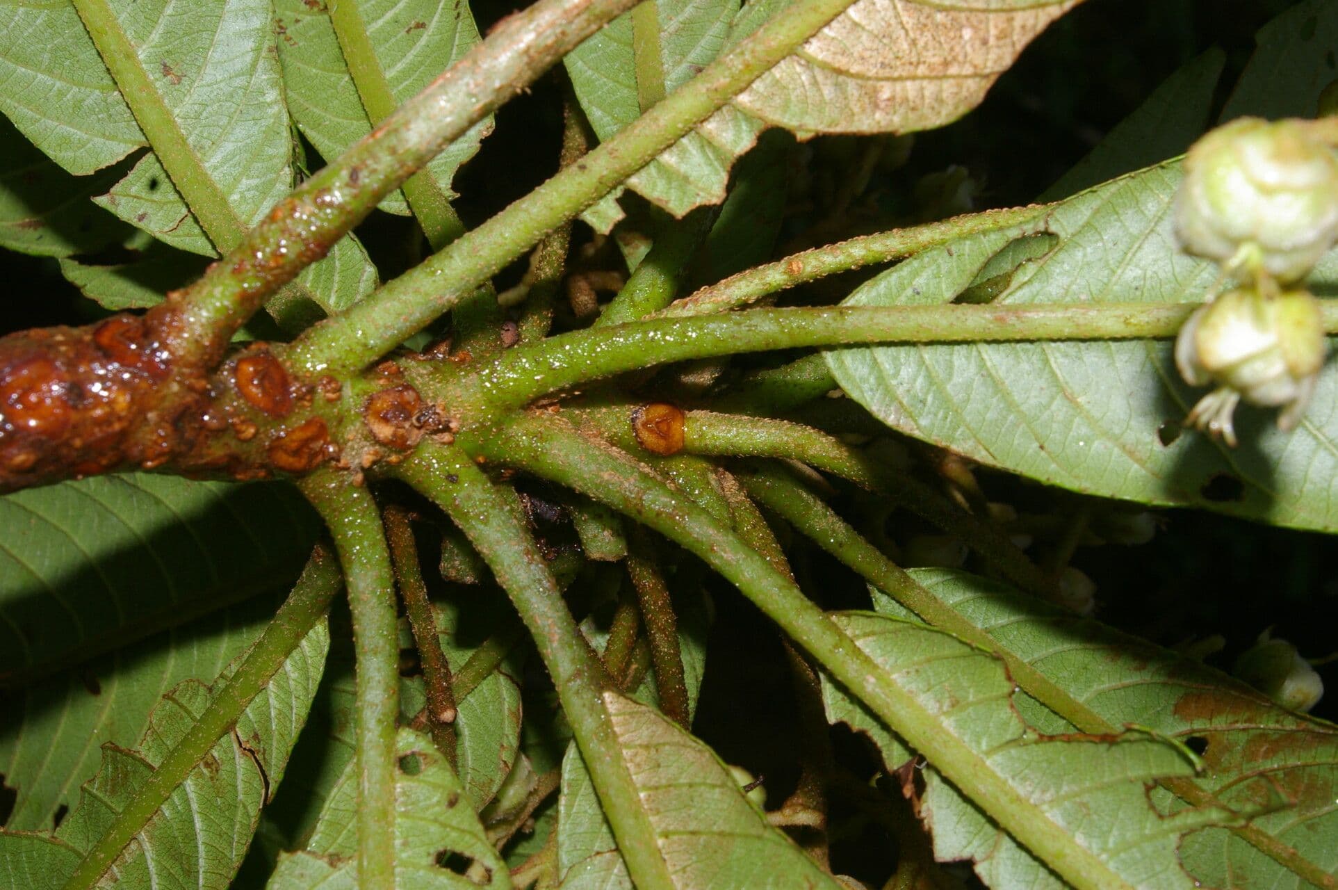 Saurauia 2