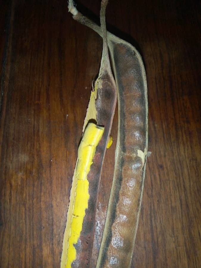Parkia biglobosa 5