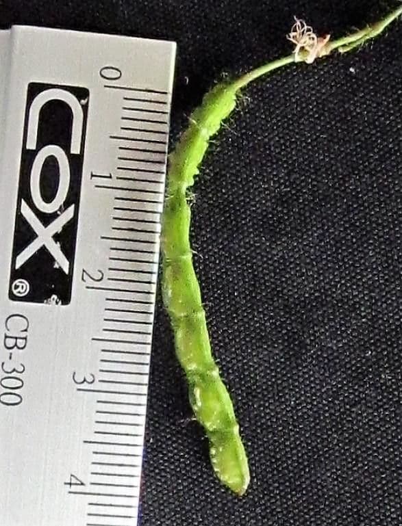 Aeschynomene 2