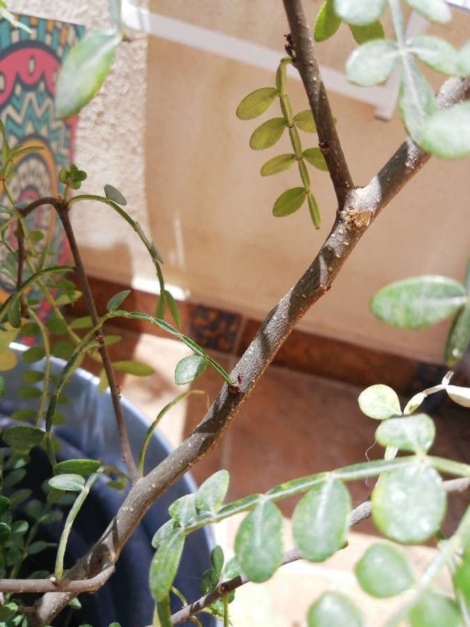 Zanthoxylum fagara 17