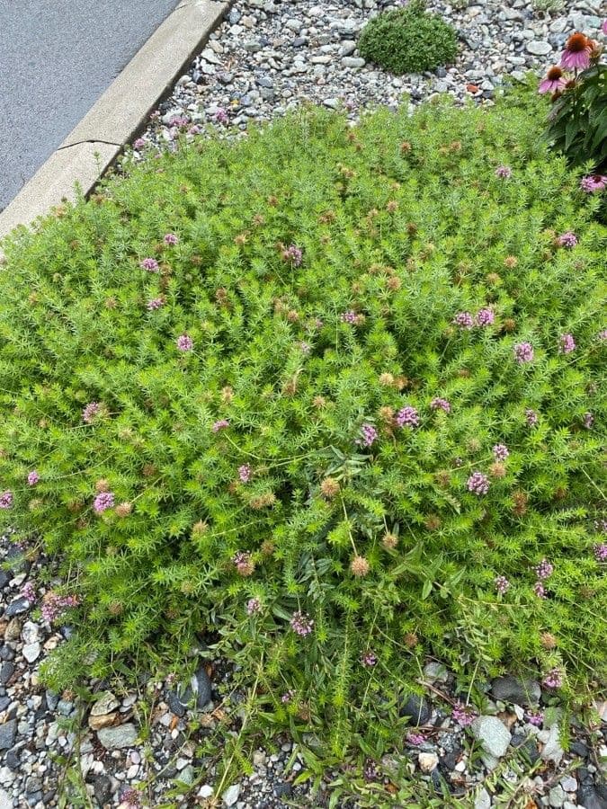 Fopside 7