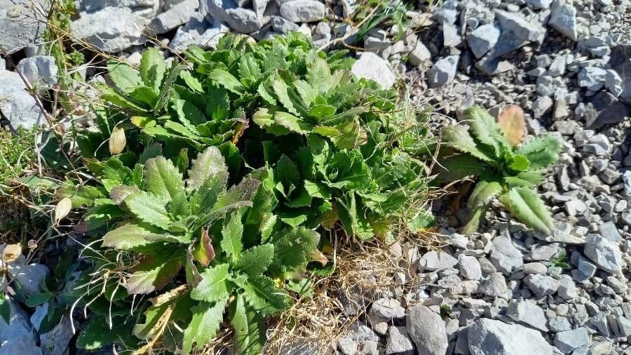 Arabetta alpina 17