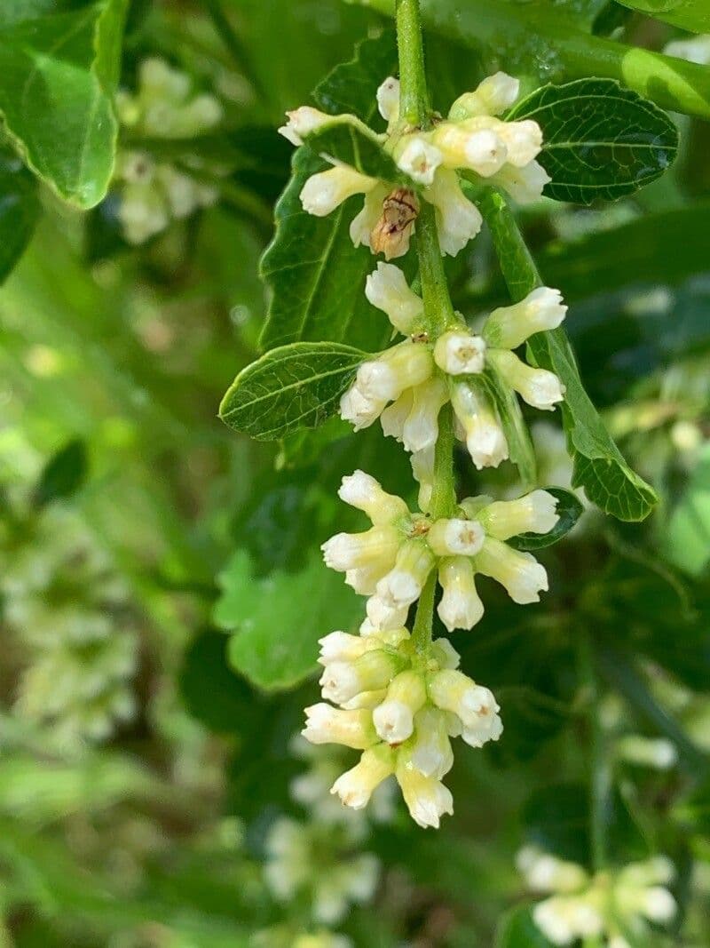 Retanilla trinervia 2
