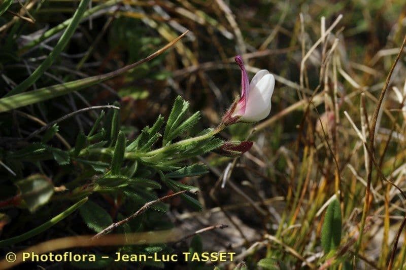 Ononis cristata 24