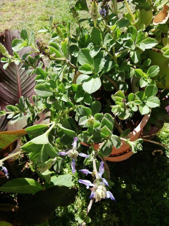 Cuban-oregano 5