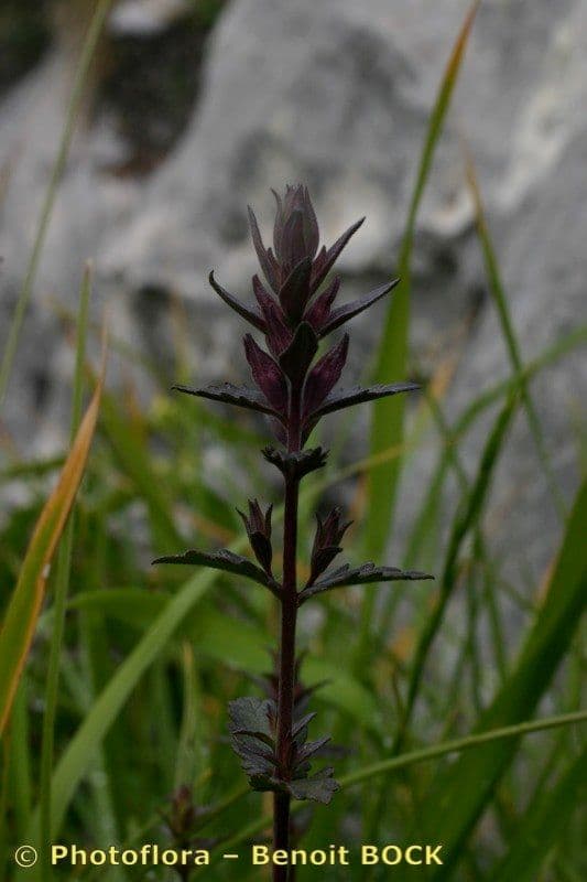 Nothobartsia 6